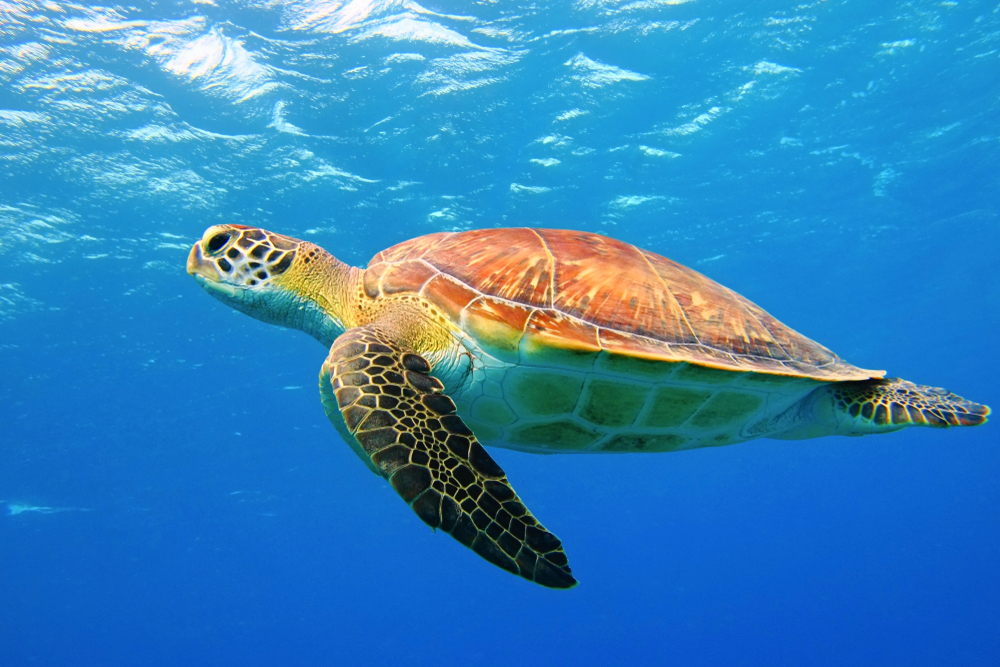 Unique event of observing turtles approach Sooriya Resort during day time. 