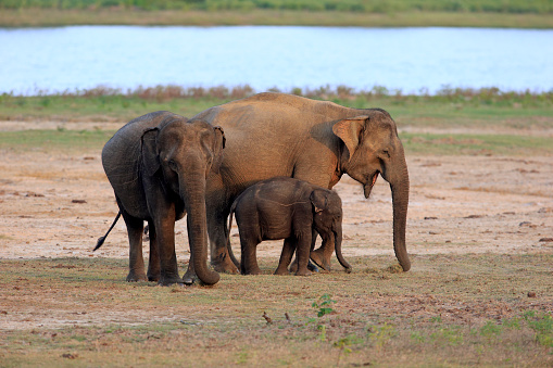 Wild elephants in their natural habitat  – Duration ½ to 1 day