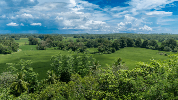 Greenfields around Rekawa
