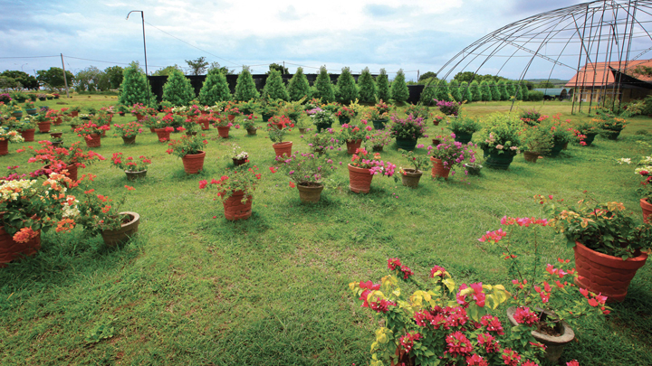 Botanical Gardens in Southern Sri Lanka - Mirijjawila