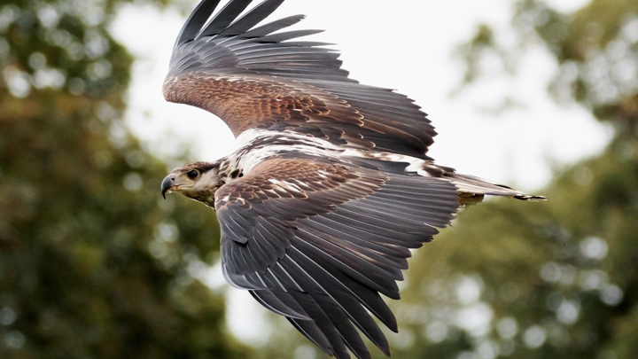 Kalamatiya Bird Sanctuary is one of the most unspoilt natural locales in Sri Lan