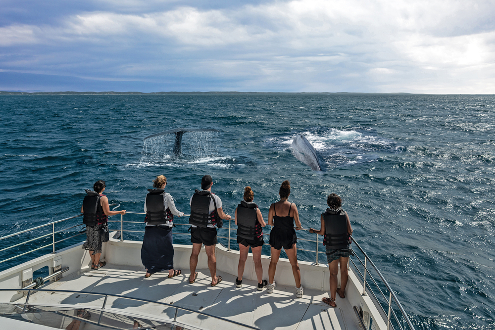 Whale Watching  – Duration ½ to 1 day